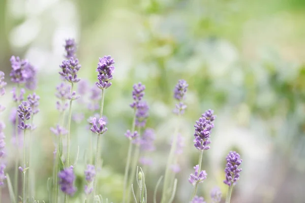 Bloeiende Lavendel Een Groene Achtergrond Getint — Stockfoto