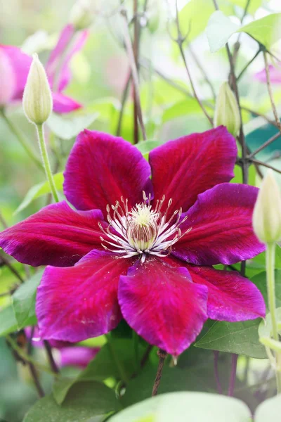 Krásné Velké Fialové Clematis Květina Zahradě — Stock fotografie