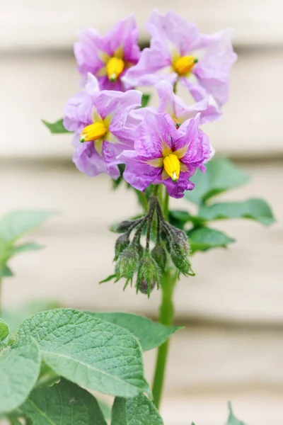 Belles Pommes Terre Fleurs Violettes Gros Plan Teintées — Photo