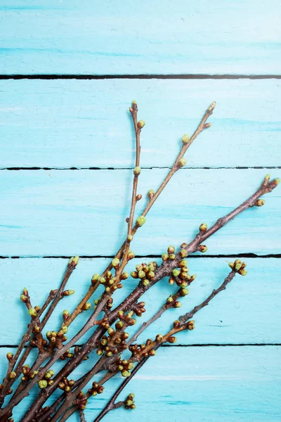 Kirschzweige Mit Knospen Auf Einem Hölzernen Hintergrund — Stockfoto