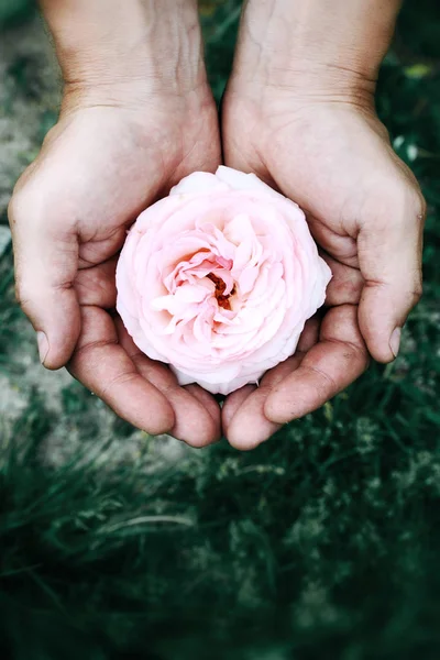 Mani Degli Uomini Tengono Delicata Rosa Rosa — Foto Stock