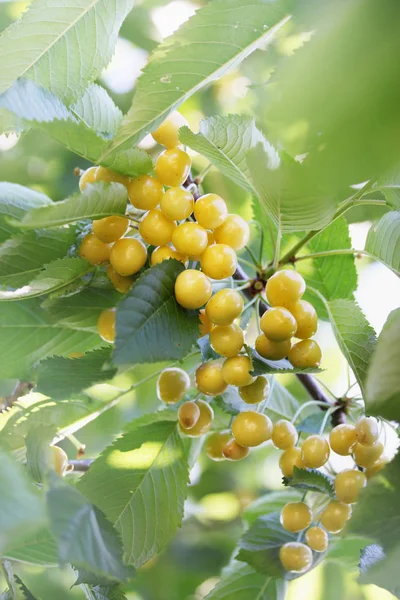 Colheita Cerejas Amarelas Suculentas Maduras Ramo — Fotografia de Stock