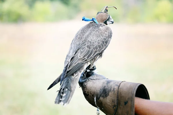 Halcón Usando Capucha Falcon Sentado Guante Cuero —  Fotos de Stock