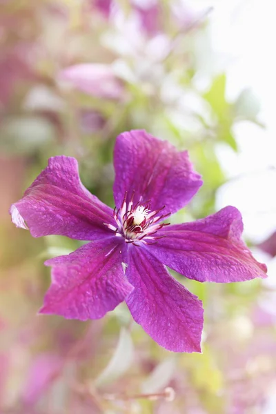 Fialový Clematis Květina Detail Dlouhé — Stock fotografie
