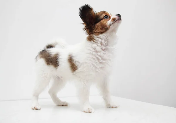 Lilla Valp Hund Rasen Papillon Stående Vit Bakgrund — Stockfoto