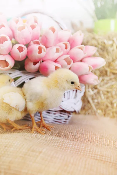 Kleine Kip Een Hooiberg Pasen Stilleven — Stockfoto