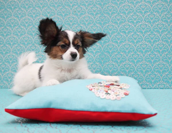 Pequeño Cachorro Perro Crianza Papillon Acostado Almohada — Foto de Stock