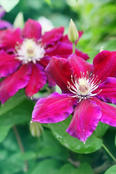 Güzel Büyük Mor Akasma Çiçek Bahçesinde — Stok fotoğraf