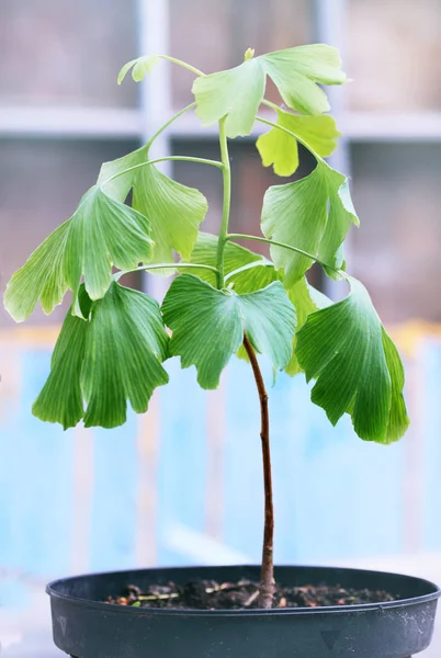 Broto Jovem Ginkgo Biloba Com Folhas Grandes — Fotografia de Stock