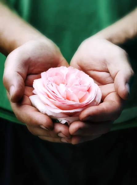 Mani Degli Uomini Tengono Delicata Rosa Rosa — Foto Stock