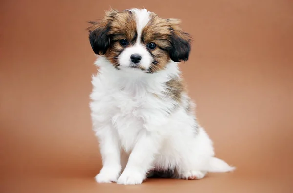 Little Puppy Papillon Brown Background — Stock Photo, Image