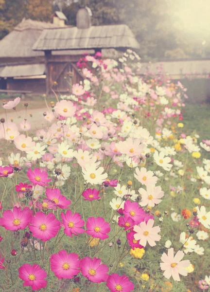 Hermosas Flores Del Prado Cosmos Gran Brillo Abigarrado —  Fotos de Stock