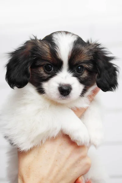 Pequeño Cachorro Papillon Sobre Fondo Blanco —  Fotos de Stock