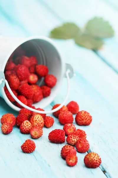 Strawberries Pail Garden Royalty Free Stock Images