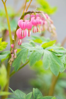 Dicentra Bahçe, yakın çekim, baharda çiçek açan