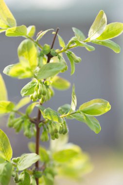 Yenilebilir Hanımeli, çiçek yakın çekim çiçekli bahar