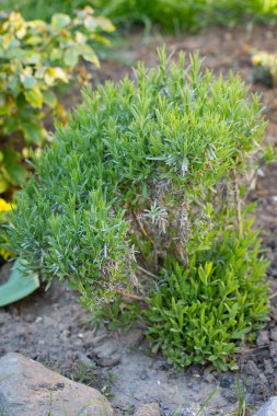 Güncelleştirme eski lavanta bush. yarım bush kırpma