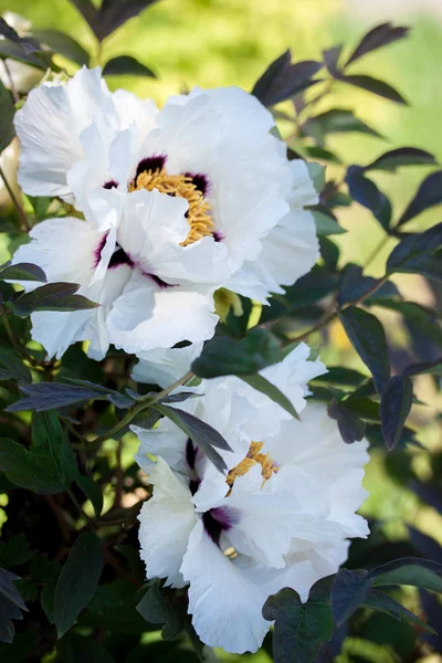 White Peony Bud Spring Garden — Stock Photo, Image