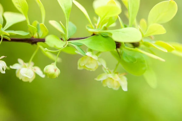 Sprig Flowering Barberry Spring Garden — Stock Photo, Image