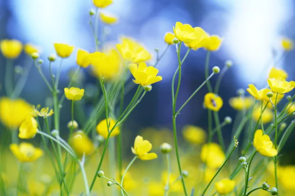 Wiosną Kwitnące Żółte Pole Kwiatów Jaskry — Zdjęcie stockowe
