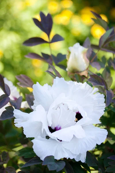 春天花园中的白色牡丹芽 — 图库照片
