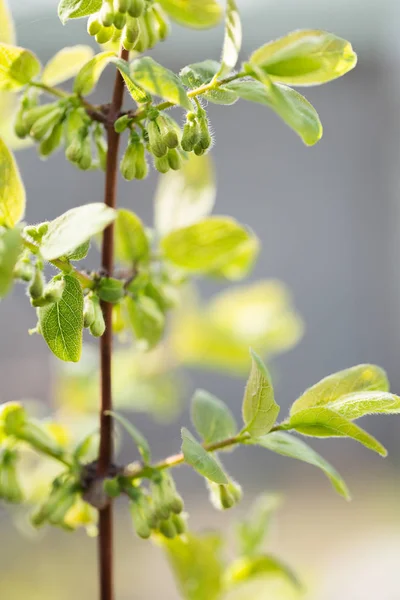 Frühjahrsblüte Von Essbarem Geißblatt Blumen Aus Nächster Nähe — Stockfoto