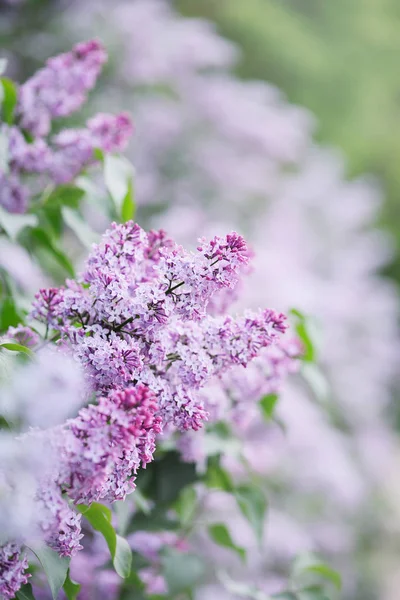 Ramo Primavera Lilla Fiorente Primo Piano — Foto Stock