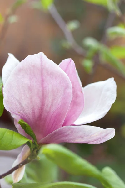 Μεγάλη Όμορφη Ροζ Μανόλια Στον Κήπο Την Άνοιξη — Φωτογραφία Αρχείου