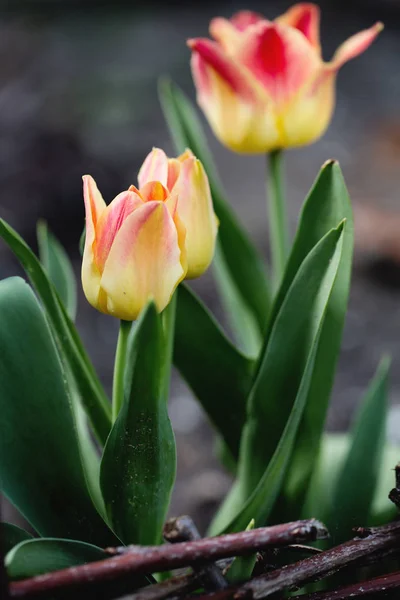 Stora Terry Rosa Tulpan Vår Trädgård Närbild — Stockfoto