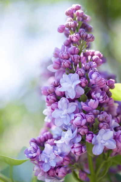 Szép Tavaszi Virágos Lila Kertben — Stock Fotó