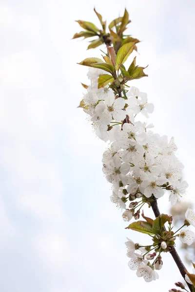 Spring Cherry Blossom Garden Sky — Stock Photo, Image