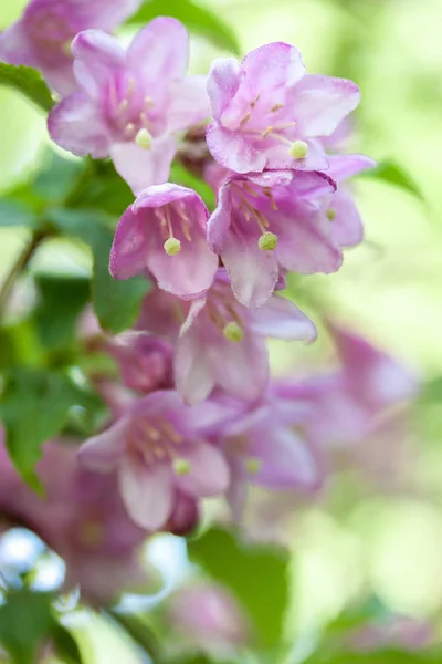 Beautiful Spring Bush Pink Garden — Stock Photo, Image