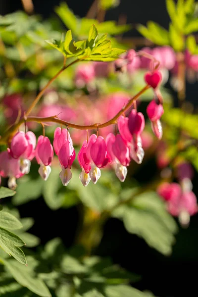 Jarní Kvetoucí Dicentra Zahradě Detail — Stock fotografie