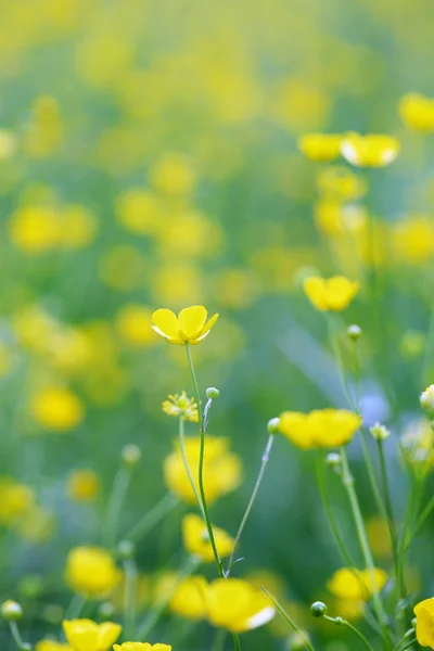 Primavera Floreciendo Campo Amarillo Con Flores Buttercups — Foto de Stock