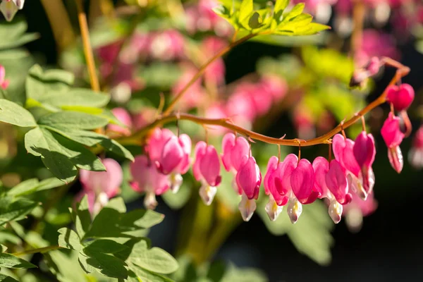 Весенний Цветок Дицентры Саду Крупным Планом — стоковое фото