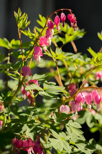 Spring Blooming Dicentra Garden Close — Stock Photo, Image
