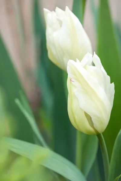 White Carved Tulip Bicolor Garden — Stock Photo, Image