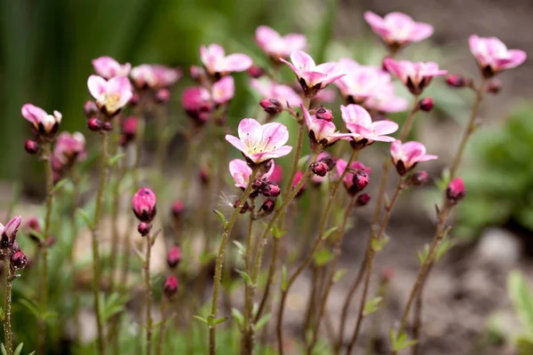 Belle Floraison Printanière Saxifrage Dans Jardin — Photo