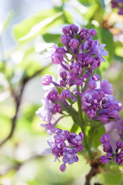 Belle Fleur Printemps Lilas Dans Jardin — Photo