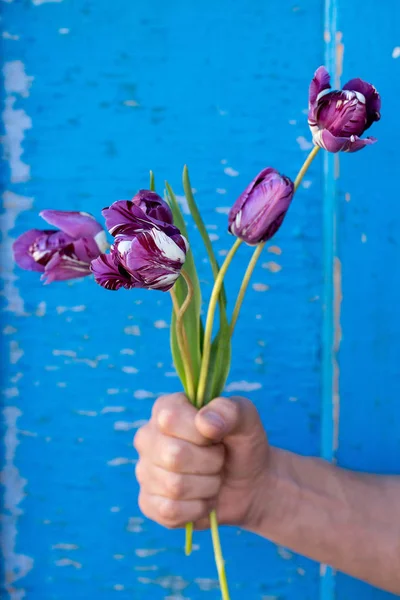Bellissimo Bouquet Tulipani Viola Nella Mano Uomo — Foto Stock