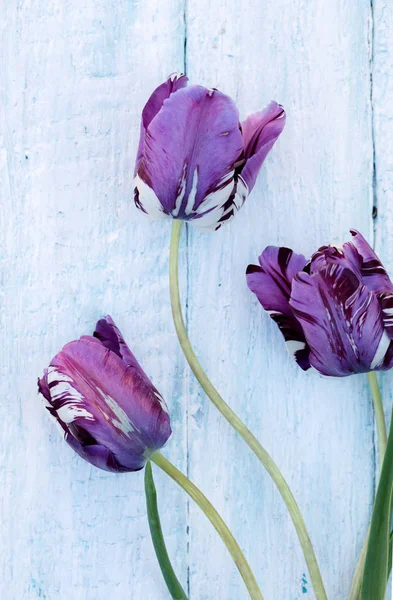 白い木製の背景に美しい紫チューリップ — ストック写真