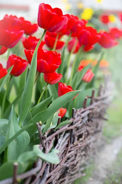 Grandi Tulipani Rossi Nel Giardino Primaverile Primo Piano — Foto Stock