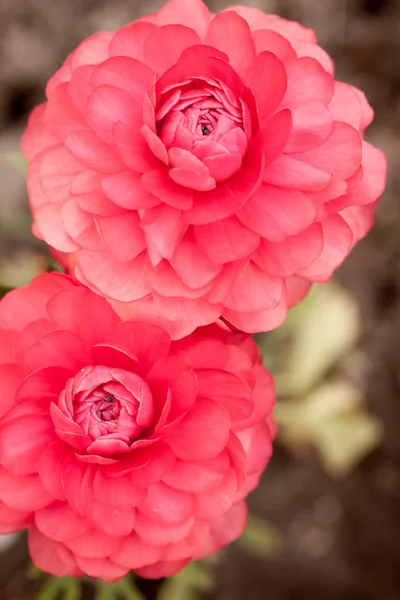Grande Hermoso Rosa Terry Ranunculus Jardín —  Fotos de Stock