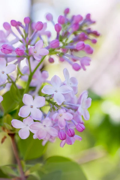 Belle Fleur Printemps Lilas Dans Jardin — Photo