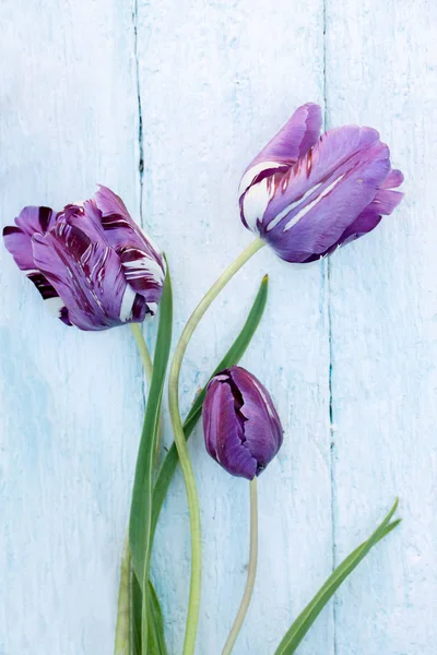 Beautiful Purple Tulips White Wooden Background — Stock Photo, Image