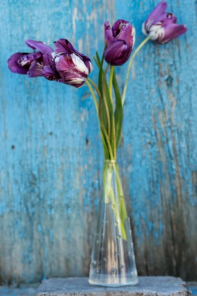 Piękne Fioletowe Tulipany Wazonie Przezroczysty — Zdjęcie stockowe