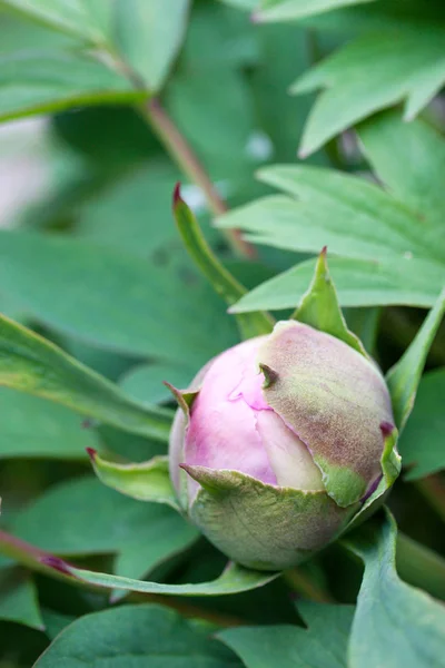 Růžová Pivoňka Bud Jarní Zahradě — Stock fotografie