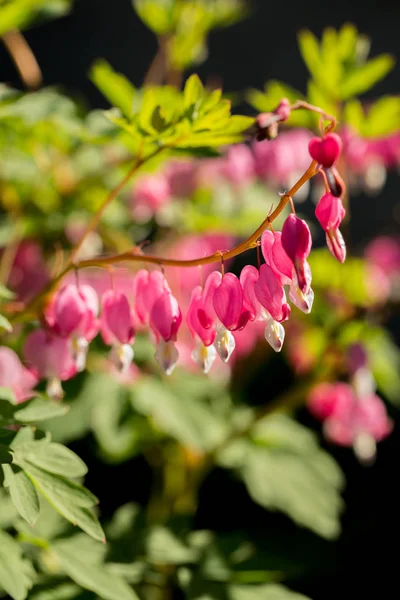 Jarní Kvetoucí Dicentra Zahradě Detail — Stock fotografie