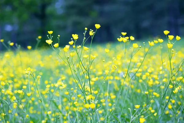 Tavasszal Virágzó Sárga Mező Virágok Buttercups — Stock Fotó