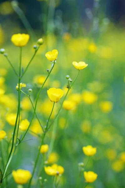 Primavera Florescendo Campo Amarelo Com Flores Buttercups — Fotografia de Stock